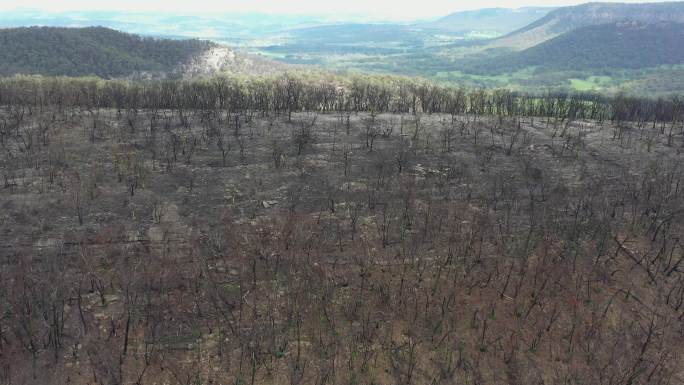 严重森林火灾后森林的航空镜头