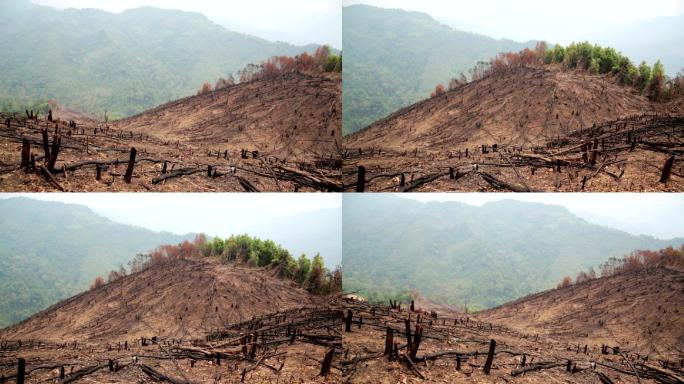 火灾后的森林山火山林植被大火灭火