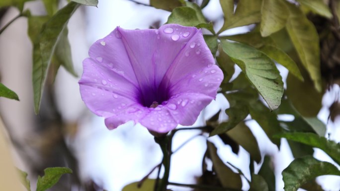 花朵素材雨后花