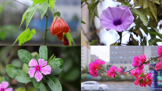 花朵素材雨后花