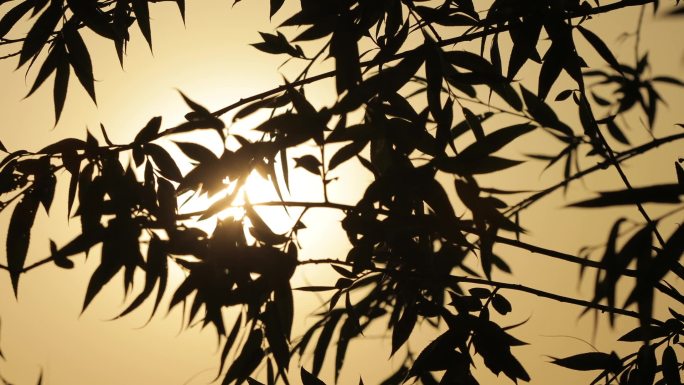 夕阳 芦苇 晚霞  湖面  鸭子 日落