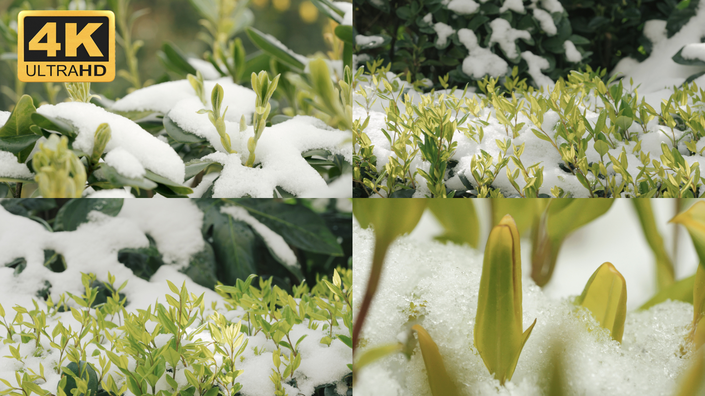 【4K】冰雪消融，鲜叶从雪中长出来