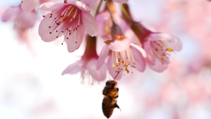 花 蜜蜂 春
