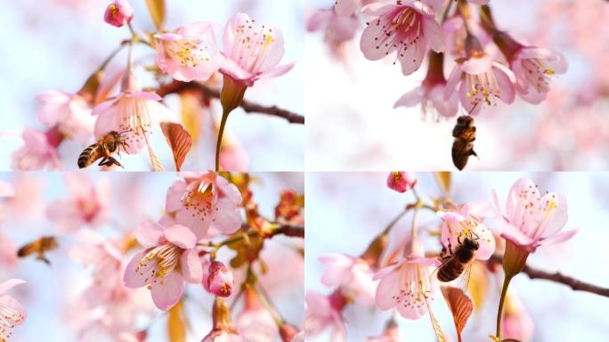花 蜜蜂 春