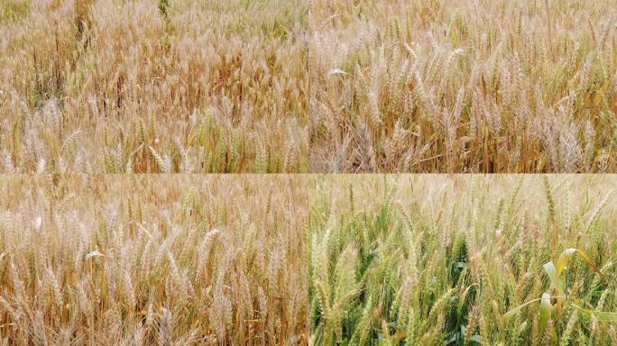 田地里的小麦