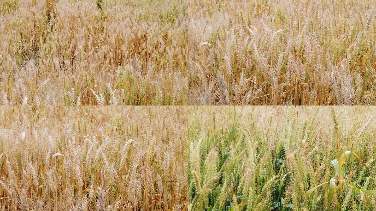 田地里的小麦