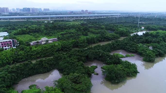 新会小鸟天堂 生态湿地 白鹭齐飞 群鸟