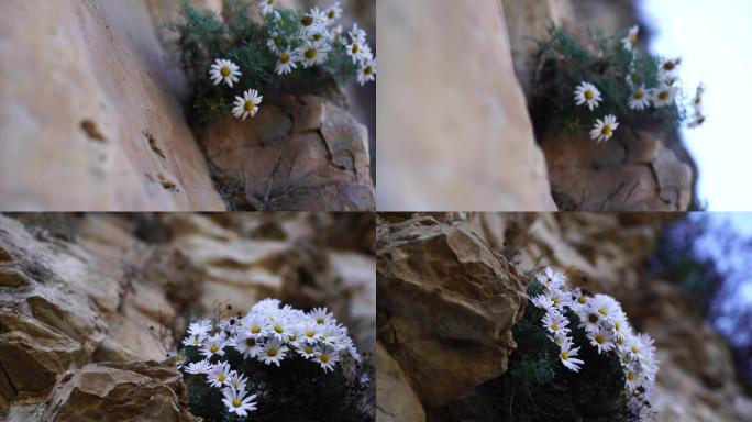岩石缝里的小白花