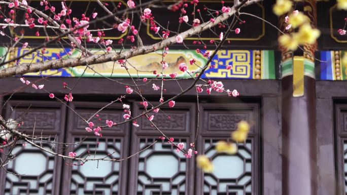 古建筑中国风庭院梅花