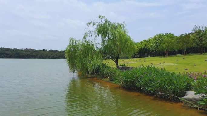 绿城南宁 相思湖 唯美 杨柳 微风 宜居