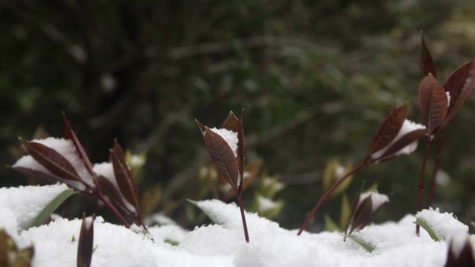 雪花覆盖的绿叶植物