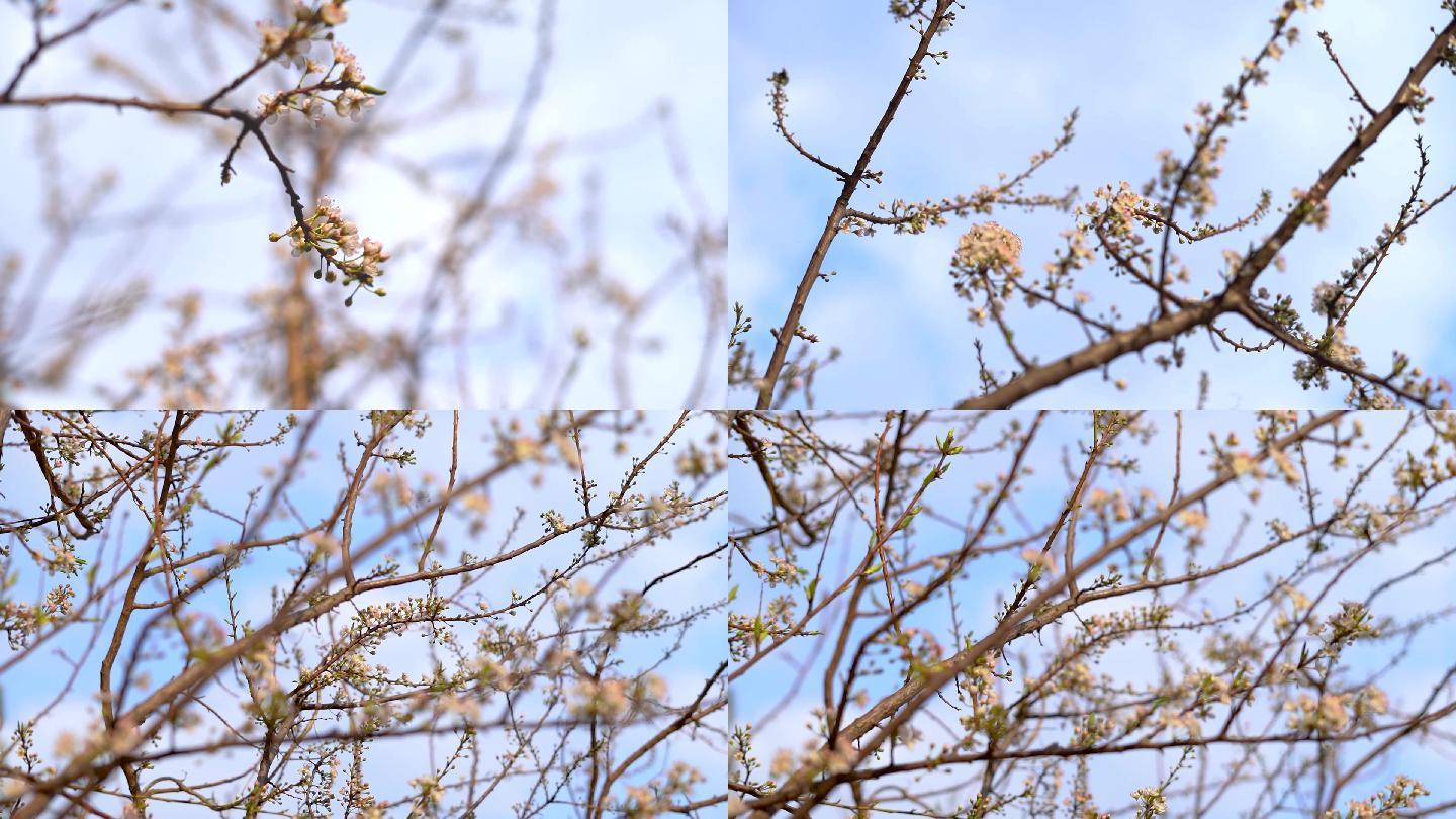 梅花初开