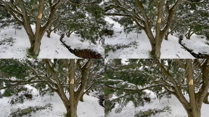 江南浙江冬天寒潮冷空气下雪古树积雪香榧