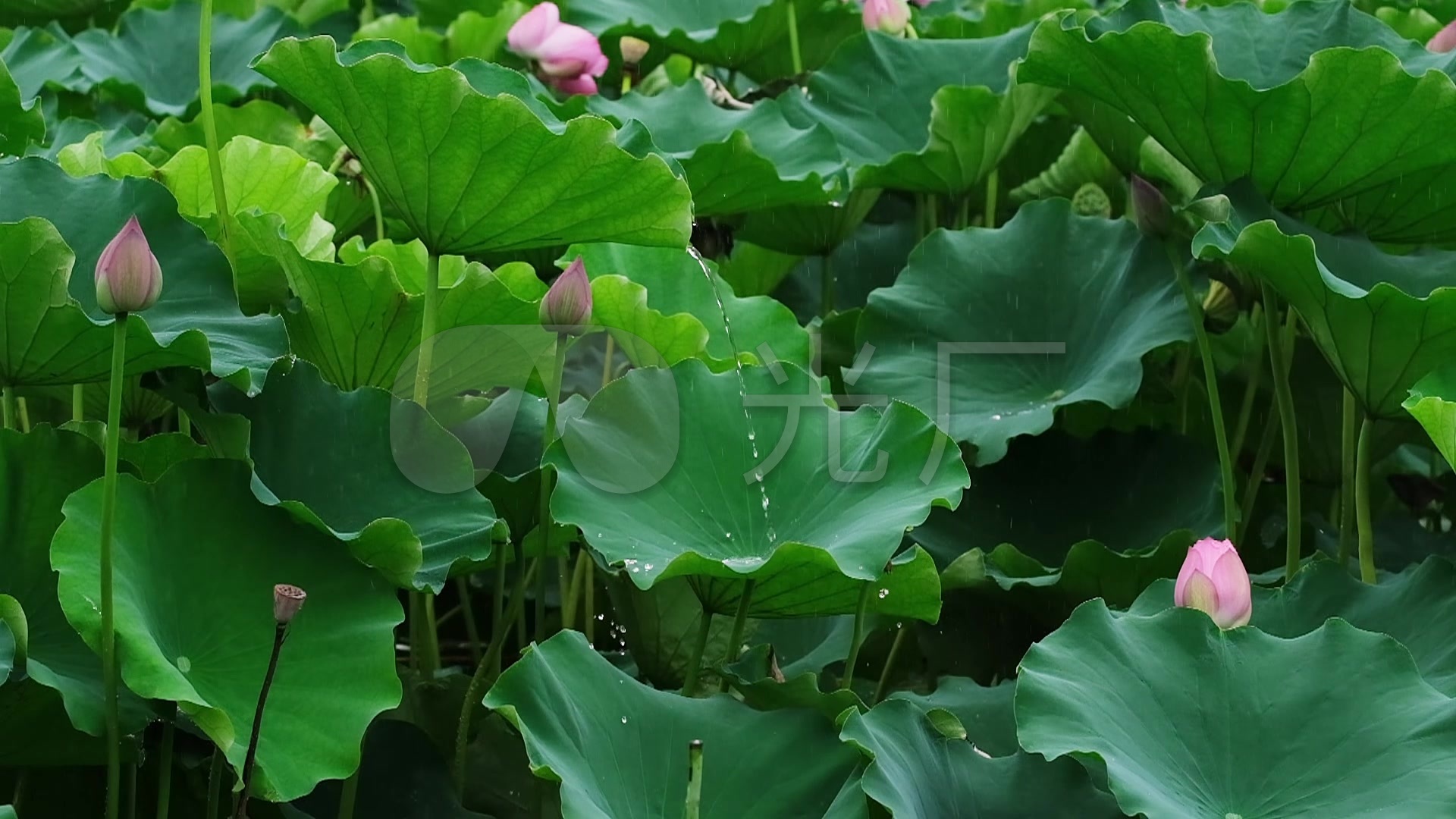 荷花的养殖方法和注意事项 - 花百科