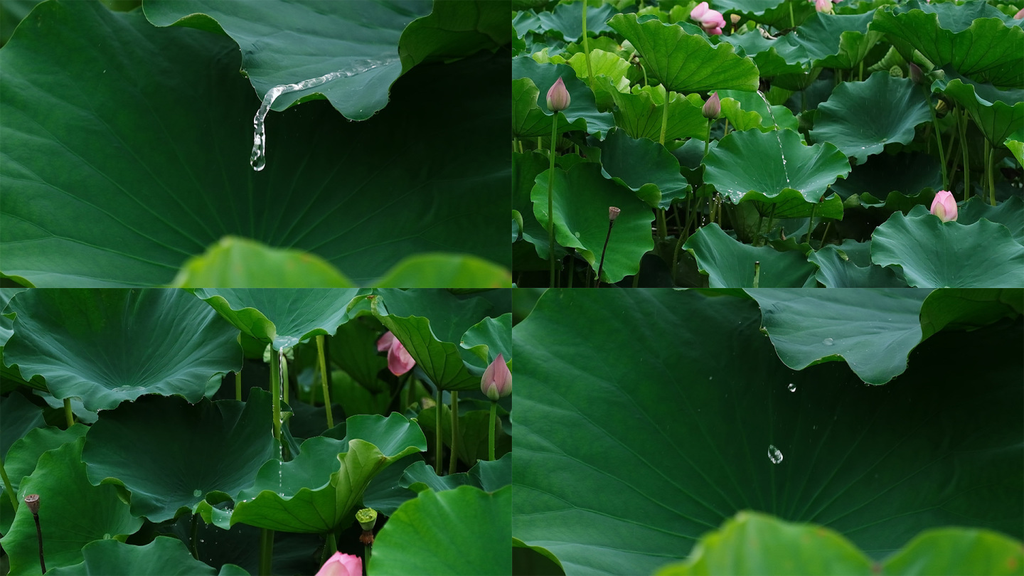 绿色，荷叶，水滴，2020，自然，植物，高清，照片预览 | 10wallpaper.com