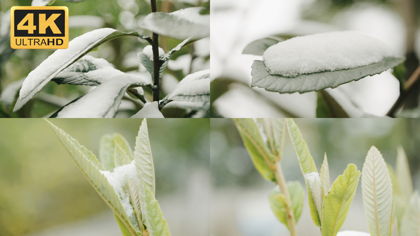 【4K】雪中枇杷叶，雪压枇杷，冰雪融化