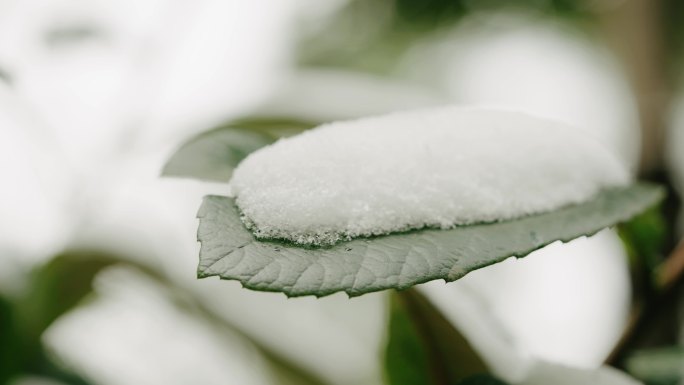 【4K】雪中枇杷叶，雪压枇杷，冰雪融化