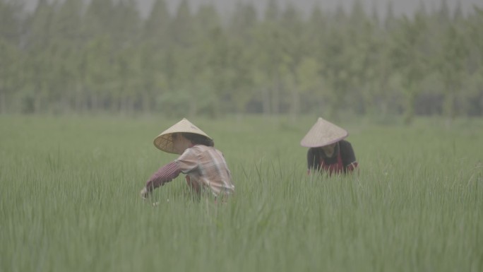 4K农业水稻稻田农民丰收耕种