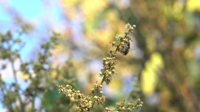 蜜蜂采龙眼蜜