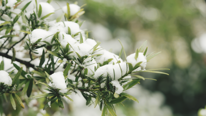 【4K】雪中罗汉松，傲立雪中的短叶罗汉松