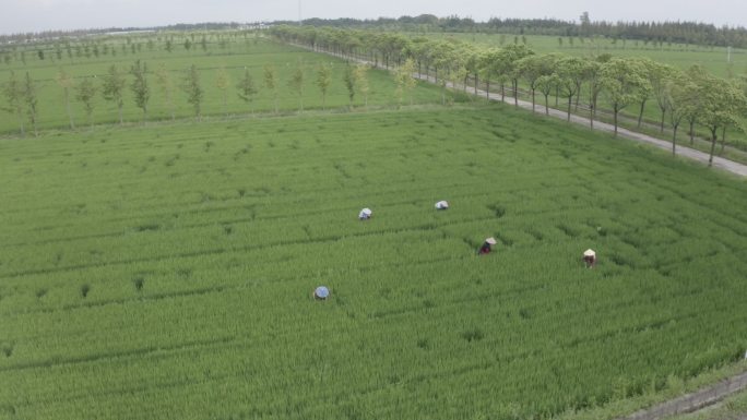 4K农业水稻稻田农民丰收航拍原片