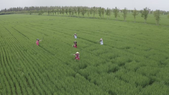 4K农业稻田农民丰收耕种挥手