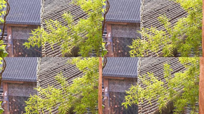 屋顶上的竹子