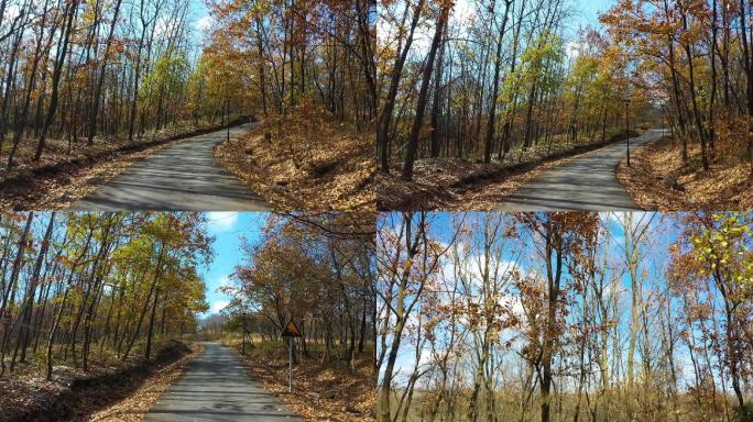 秋天的路 小路 风景 开车