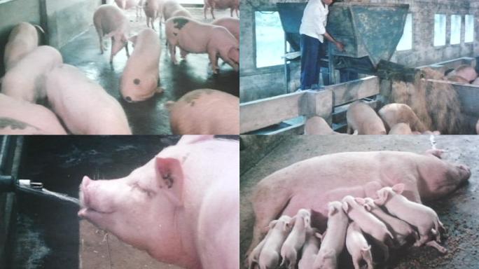 八十年代自动化养猪场