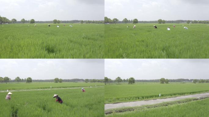 4K农业水稻稻田农民丰收耕种航拍