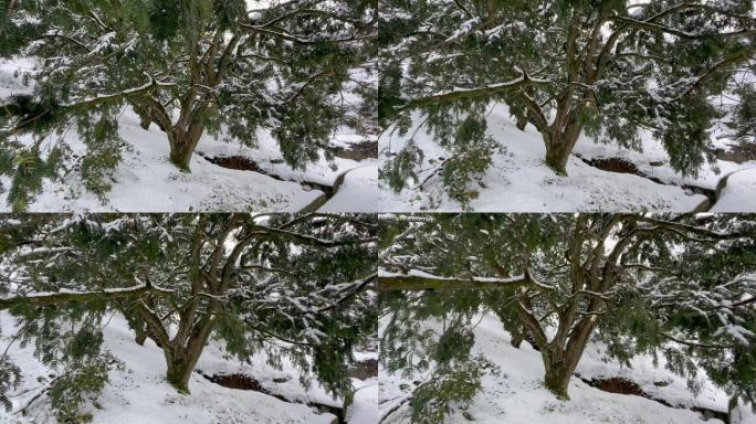 江南浙江冬天寒潮冷空气下雪古树积雪香榧