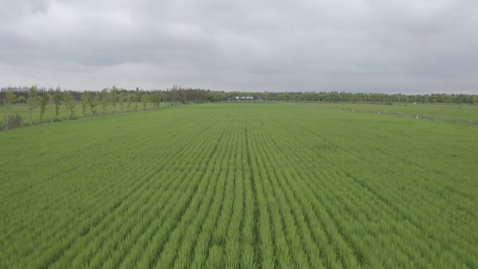 4K农业水稻稻田航拍俯拍