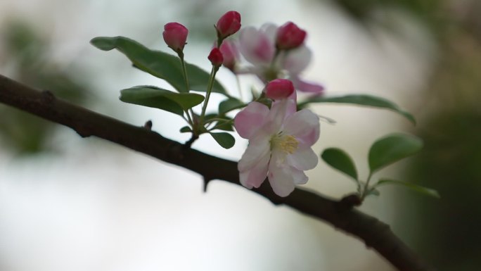 西府海棠花朵特写
