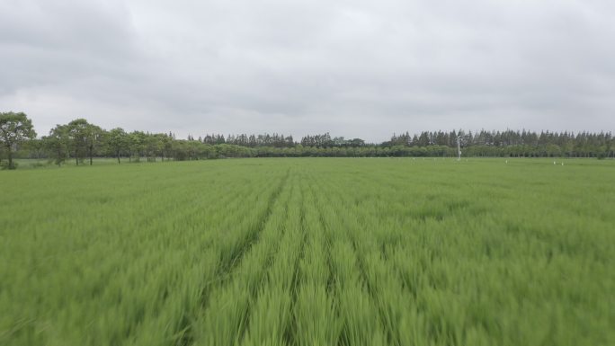 4K农业水稻稻田航拍