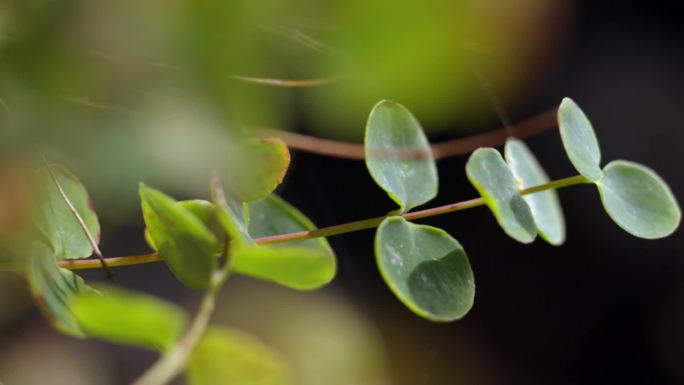 野生药草实拍