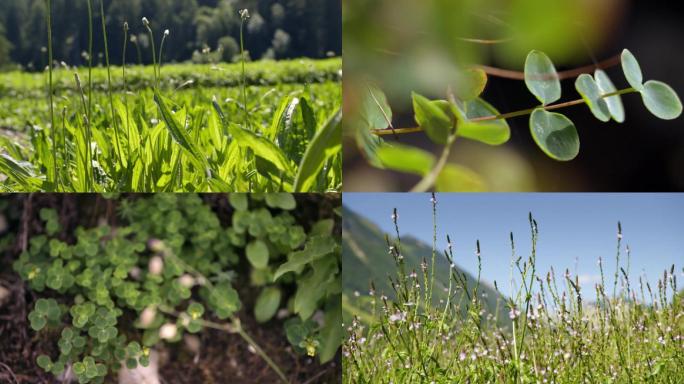 野生药草实拍