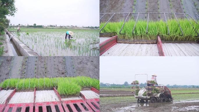 插秧 农业 发展 水稻