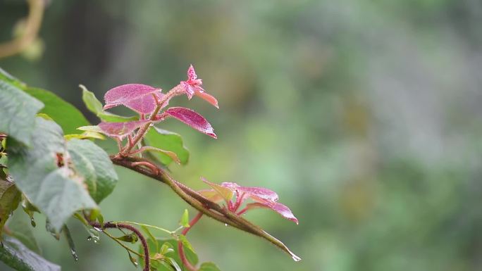 秋天秋雨雾景雨景植物银杏猕猴桃