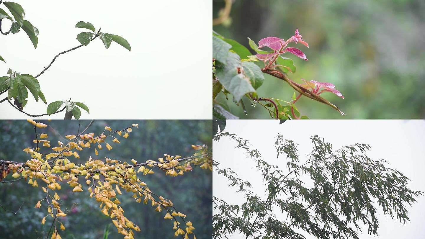 秋天秋雨雾景雨景植物银杏猕猴桃