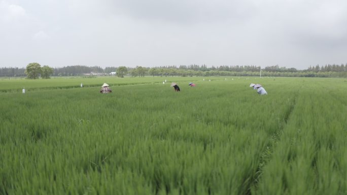 4K农业水稻稻田农民丰收耕种航拍