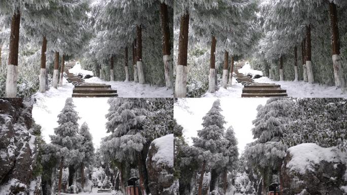 松柏冬天雪景