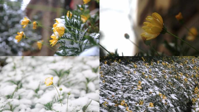 雪花覆盖的黄色花朵