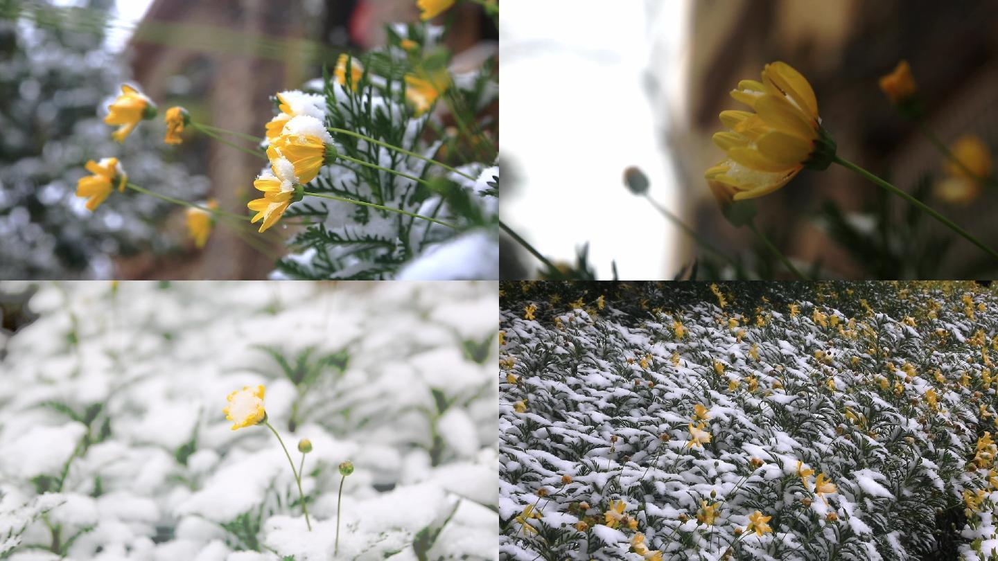 雪花覆盖的黄色花朵
