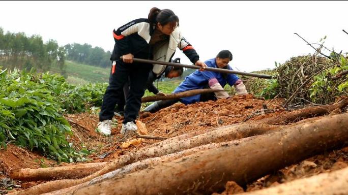 山药淮山采挖收割加工烹饪