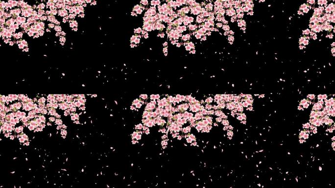 樱花透明通道