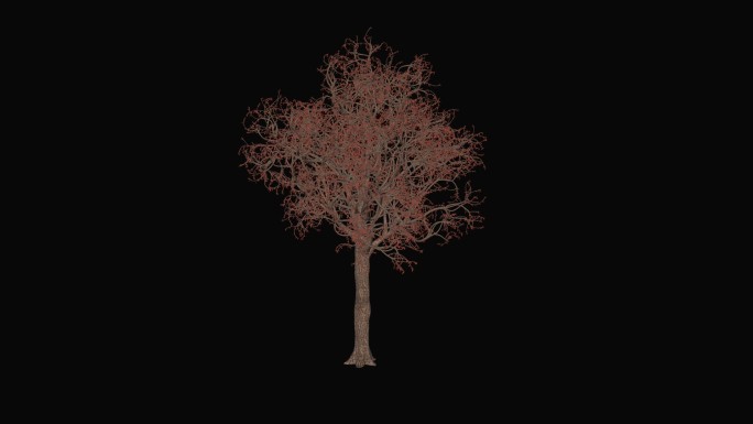 大树生长 红色树 树（有alpha通道）