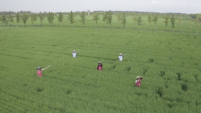 4K农业水稻稻田农民丰收耕种挥手