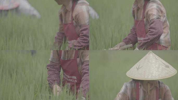 4K农业水稻稻田农民丰收耕种