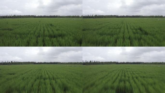 4K农业水稻稻田俯拍