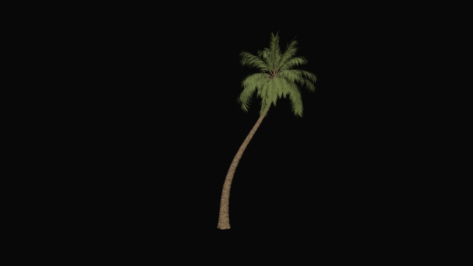 棕榈树 椰子树生长（有alpha通道）